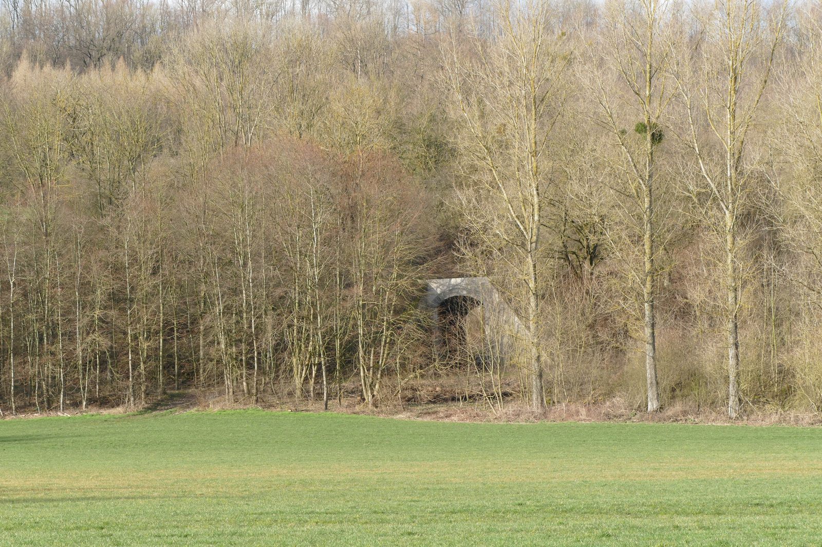 Anfang März 2020 - es beginnt schon zu grünen