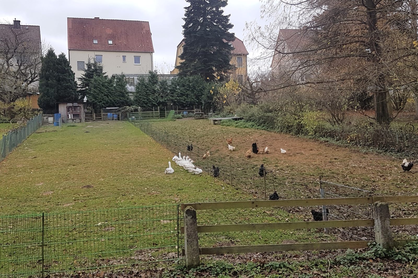Ein Hauch von Landwirtschaft in der Briloner Straße im Nov. 2020