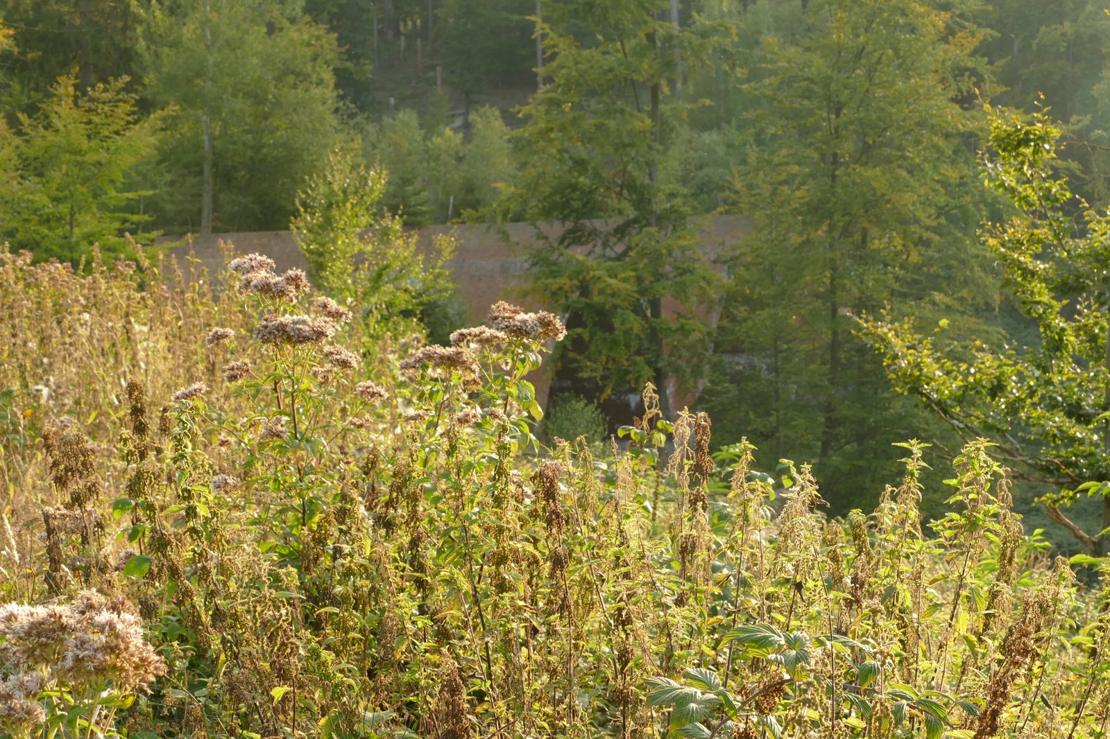 Oberer Viadukt im Ringelsteiner Wald, jetzt gesperrt